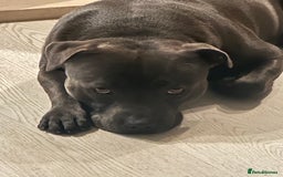 Staffordshire Bull Terrier dogs for stud: (ROCKY) rezevoire prince amond  - Image 1