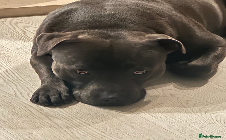 Staffordshire Bull Terrier dogs - Advert 1