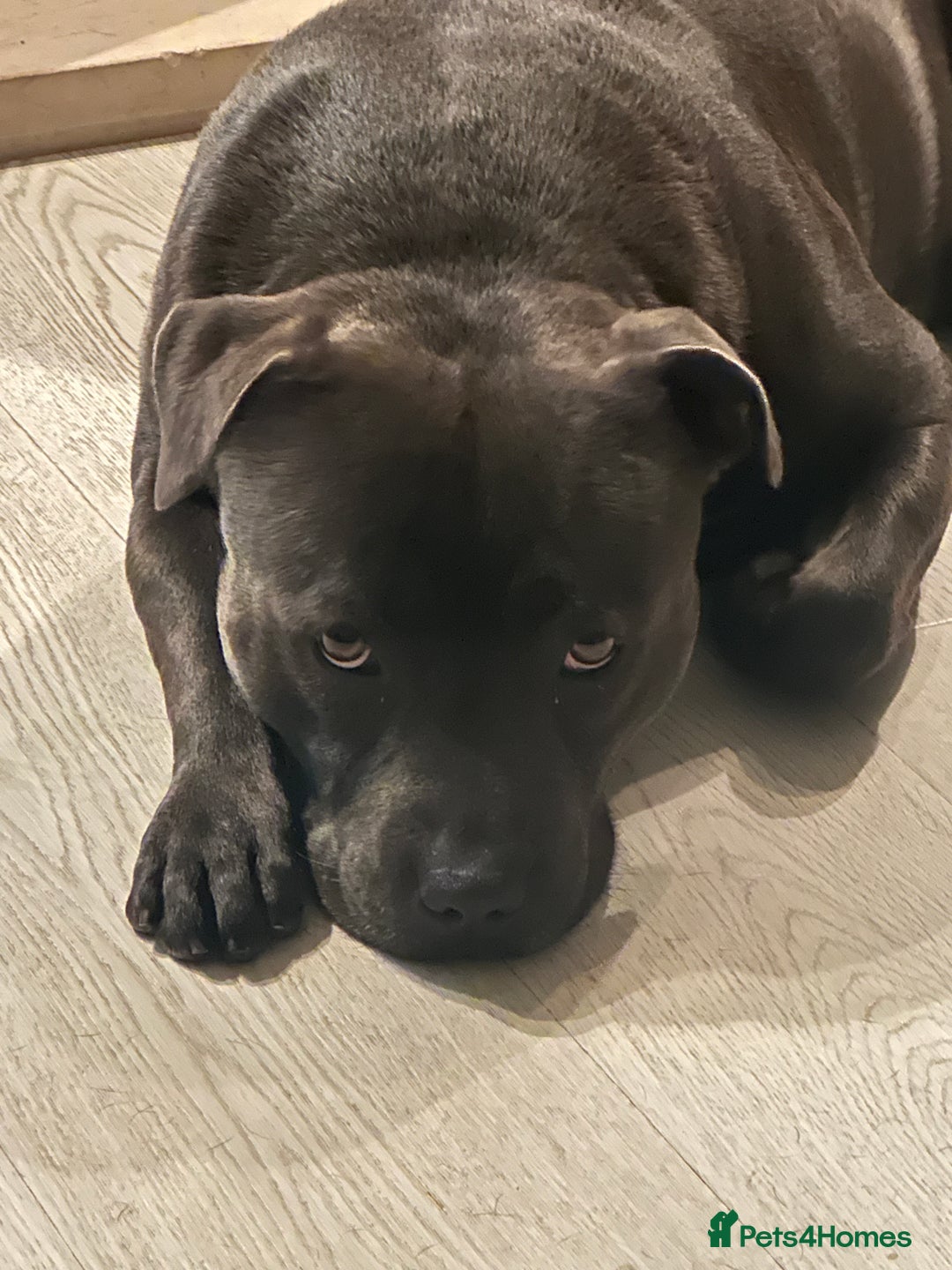 Staffordshire Bull Terrier dogs for stud: (ROCKY) rezevoire prince amond  - Image 1