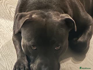 Staffordshire Bull Terrier dogs (ROCKY) rezevoire prince amond - Advert 13