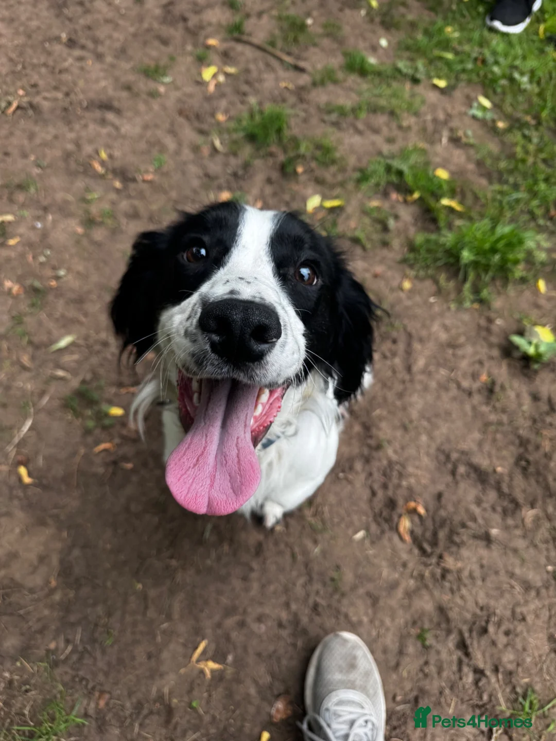 Cocker Spaniel dogs for sale: Detection cocker  - Advert 2