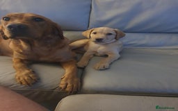 Labrador Retriever dogs for sale: 🌟Yellow Bitch KC Reg Pick of The Litter - Image 3