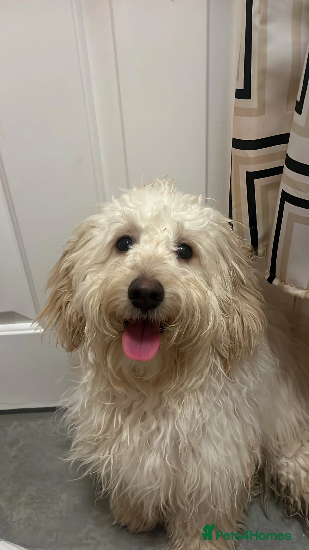 Mixed Breed dogs for sale: Cocka/Cava poo  - Advert 5