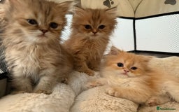 Persian cats for sale: Adorable Persian Kittens  - Image 11