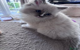 Ragdoll cats for sale: 4 Ragdoll kittens looking for their  forever home - Image 8