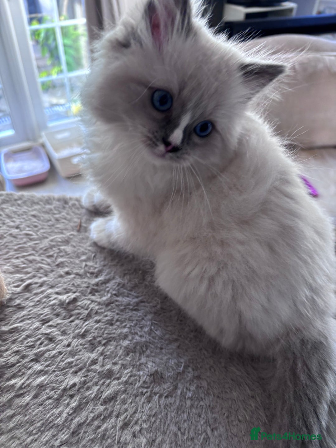 Ragdoll cats for sale: 4 Ragdoll kittens looking for their  forever home - Image 8