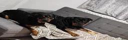 Rottweiler dogs for sale: Rottweiler pups looking for homes  - Advert 22