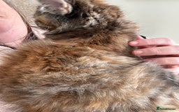 Persian cats for sale: Beautiful Persian x long haired kitten  - Image 11