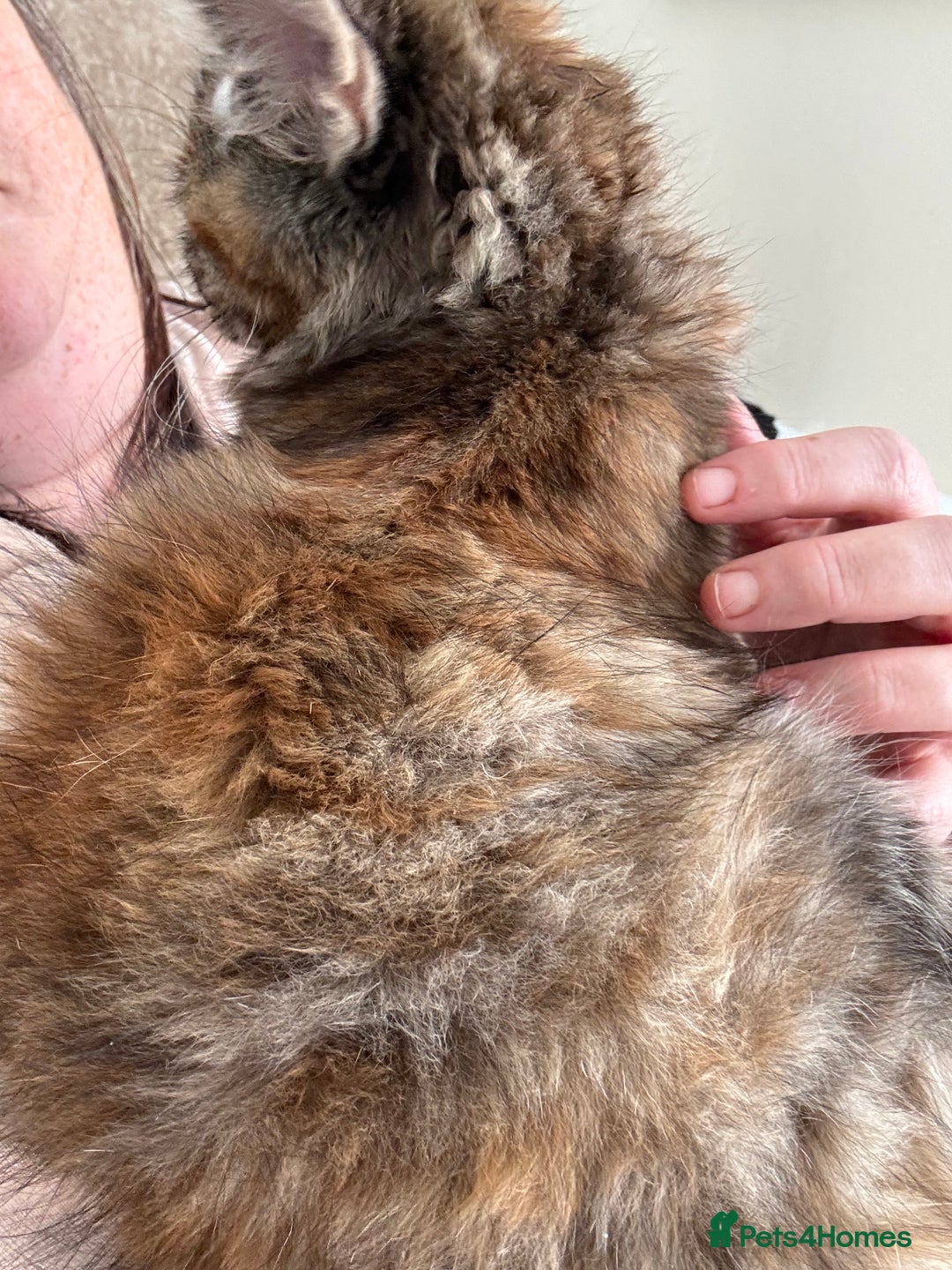 Persian cats for sale: Beautiful Persian x long haired kitten  - Image 11