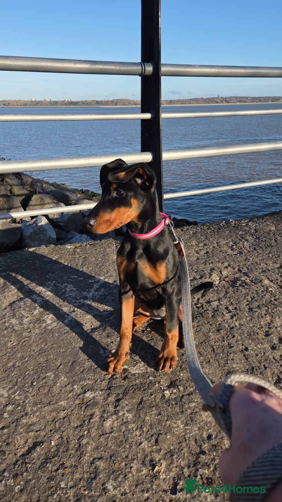 Dobermann dogs Doberman puppies " all reserved " - Advert 4