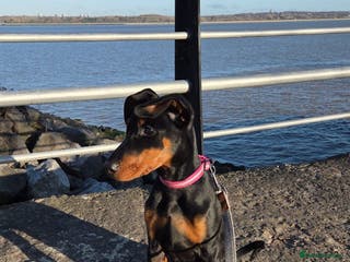 Dobermann dogs Doberman puppies " all reserved " - Advert 4