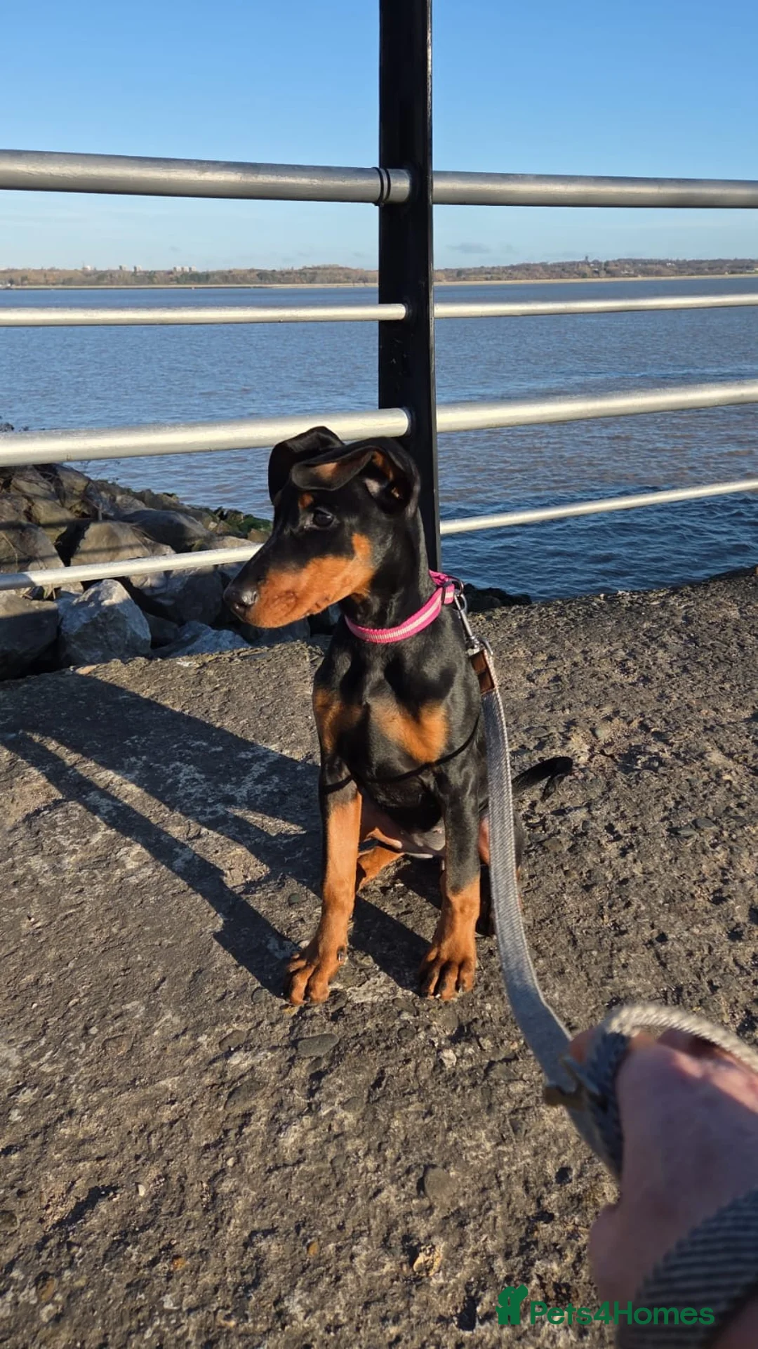 Dobermann dogs for sale: Doberman puppies " all reserved " - Advert 2