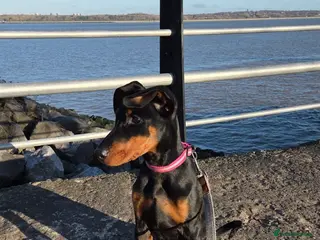 Dobermann dogs Doberman puppies " all reserved " - Advert 9