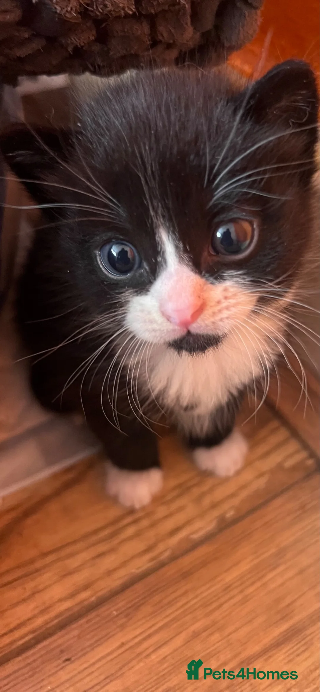 Mixed Breed cats for sale:     4 Adorable Kittens Looking for Forever Homes in Manchester - Advert 2