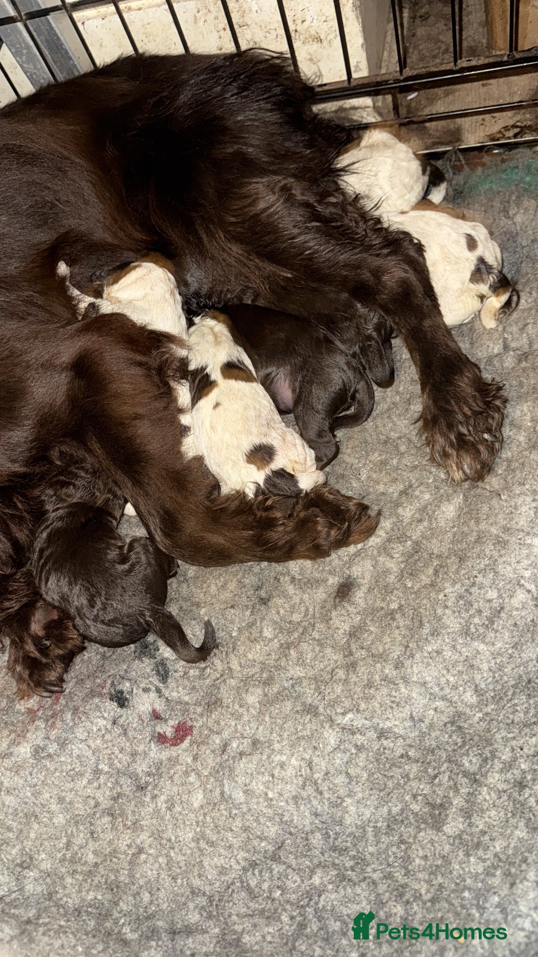 Cockapoo dogs for sale: Miniature cockapoos - Image 2