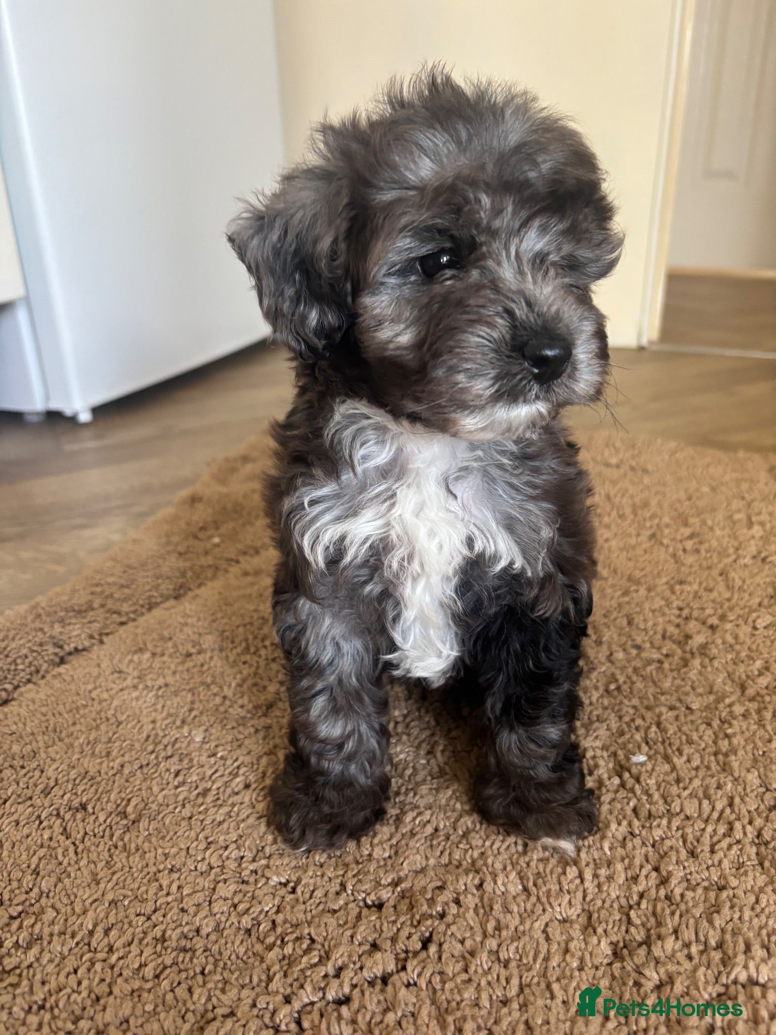 Cockapoo dogs Beautiful Healthy Puppy Ready for Loving Home - Advert 4