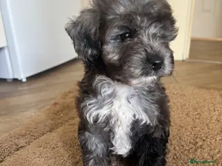 Cockapoo dogs Beautiful Healthy Puppy Ready for Loving Home - Advert 4