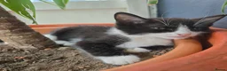 Mixed Breed cats for sale: 🐾GORGEOUS KITTENS READY FOR THEIR FOREVER HOMES🐾 - Advert 15