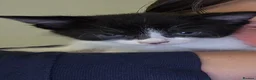 Mixed Breed cats for sale: Gorgeous little kittens - Advert 4