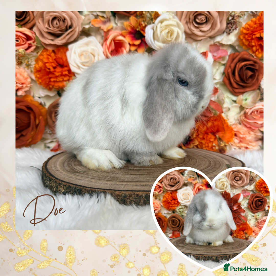 Mini Lop rabbits for sale: VACCINATED PUREBRED MINI LOPS  - Advert 2