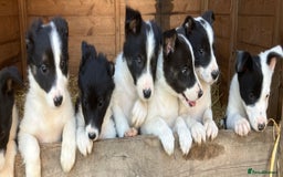 Border Collie dogs for sale: Pure border collies ready now  - Image 8