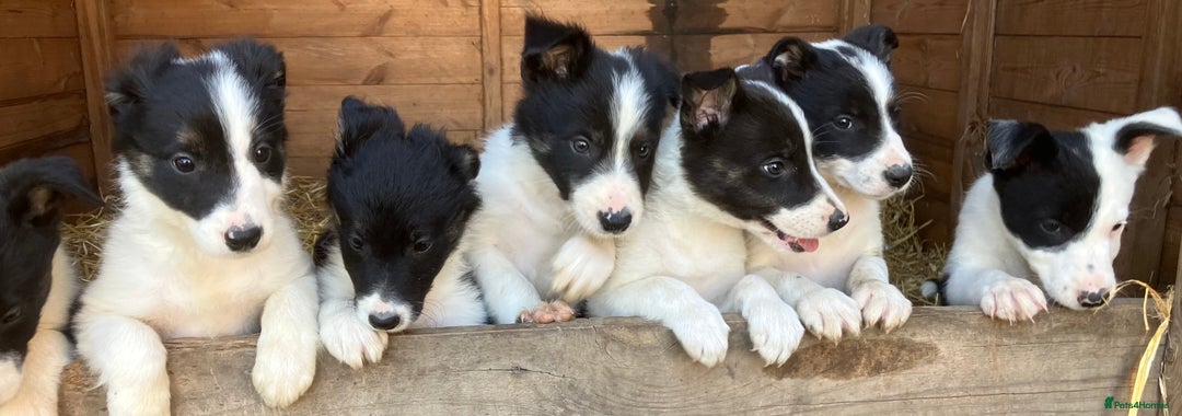 Border Collie dogs for sale: Pure border collies ready now  - Image 8