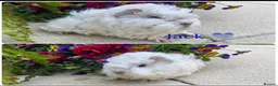 Guinea Pig rodents for sale: Pedigree Lunkarya Guinea pigs  - Advert 3