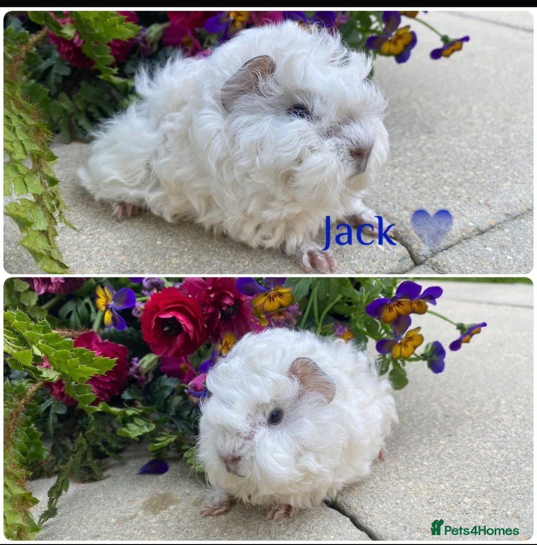 Guinea Pig rodents for sale: Pedigree Lunkarya Guinea pigs  - Advert 3