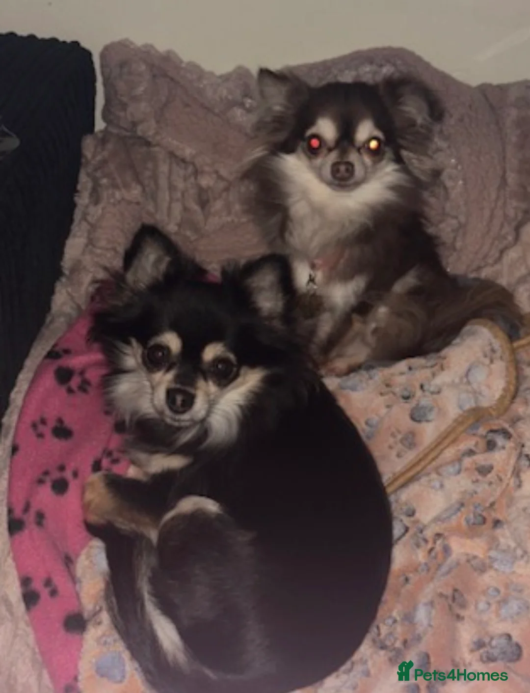 Chihuahua dogs for sale: bonded pair female chihuahuas £1000 total - Advert 2
