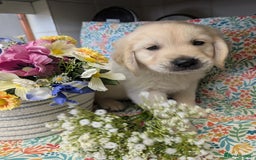 Golden Retriever dogs for sale:  KC Registered Golden Retriever Puppies.  - Image 13