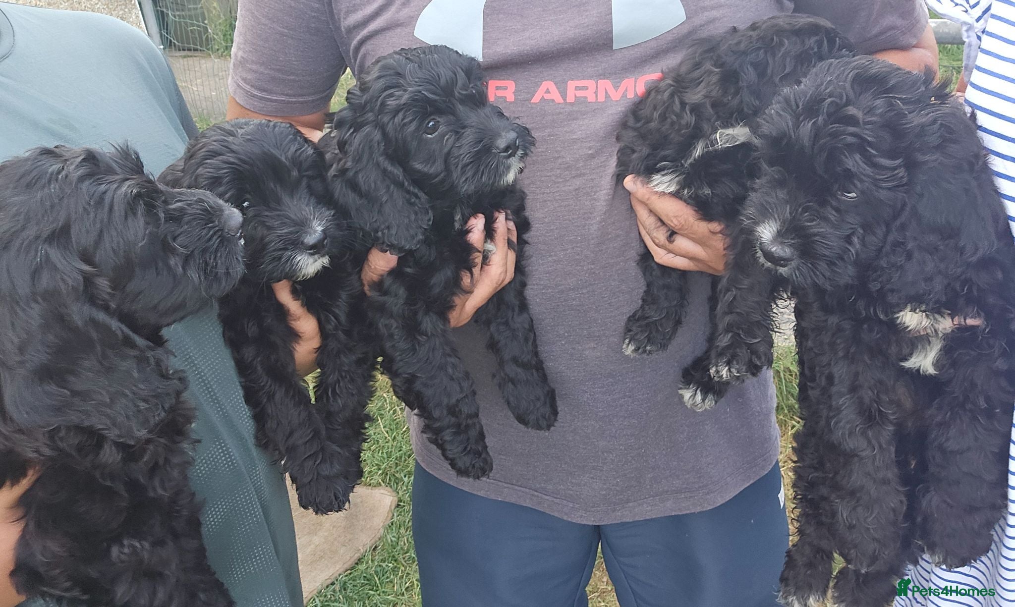 Cockapoo dogs Cockerpoos for sale READY NOW!! - Advert 1