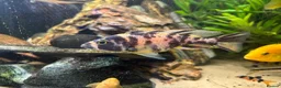 Cichlids fish for sale: Cichlids and clown loach for sale  in Ware - Advert 12