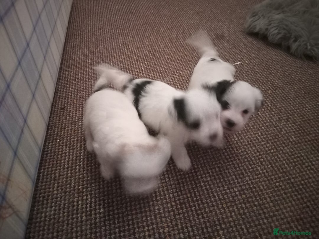Bichon Frise dogs for sale: for sale  - Advert 4