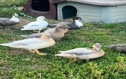 Ducks poultry for sale: Call ducks  in Cullompton - Image 3