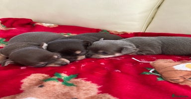 Chihuahua dogs 🎄 Chihuahua pups ready to leave 27th of December  - Advert 3