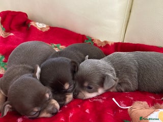 Chihuahua dogs 🎄 Chihuahua pups ready to leave 27th of December - Advert 14