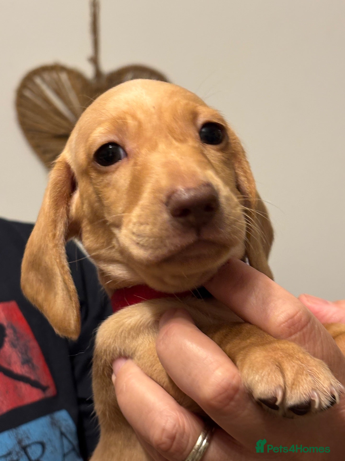 Miniature Dachshund dogs KC reg smooth hair miniature dachshund  - Advert 2