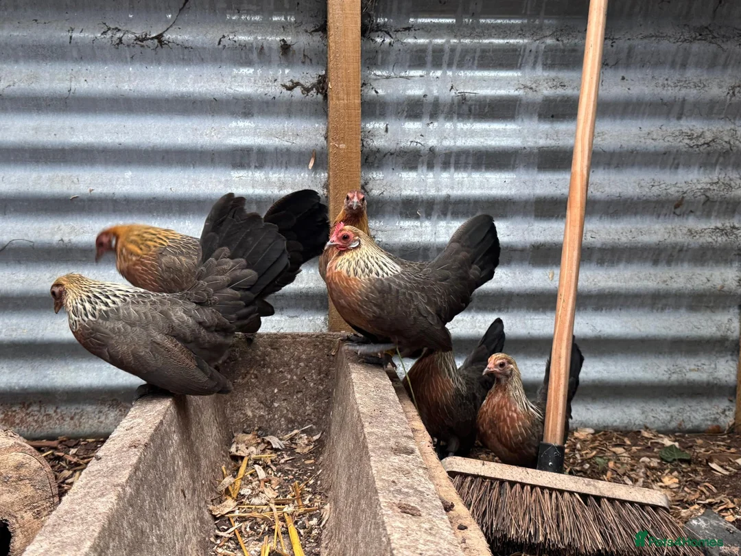 Chickens poultry for sale: 7 Dutch Bantam Hens Gold & Silver Partridge  in Ulverston - Advert 6