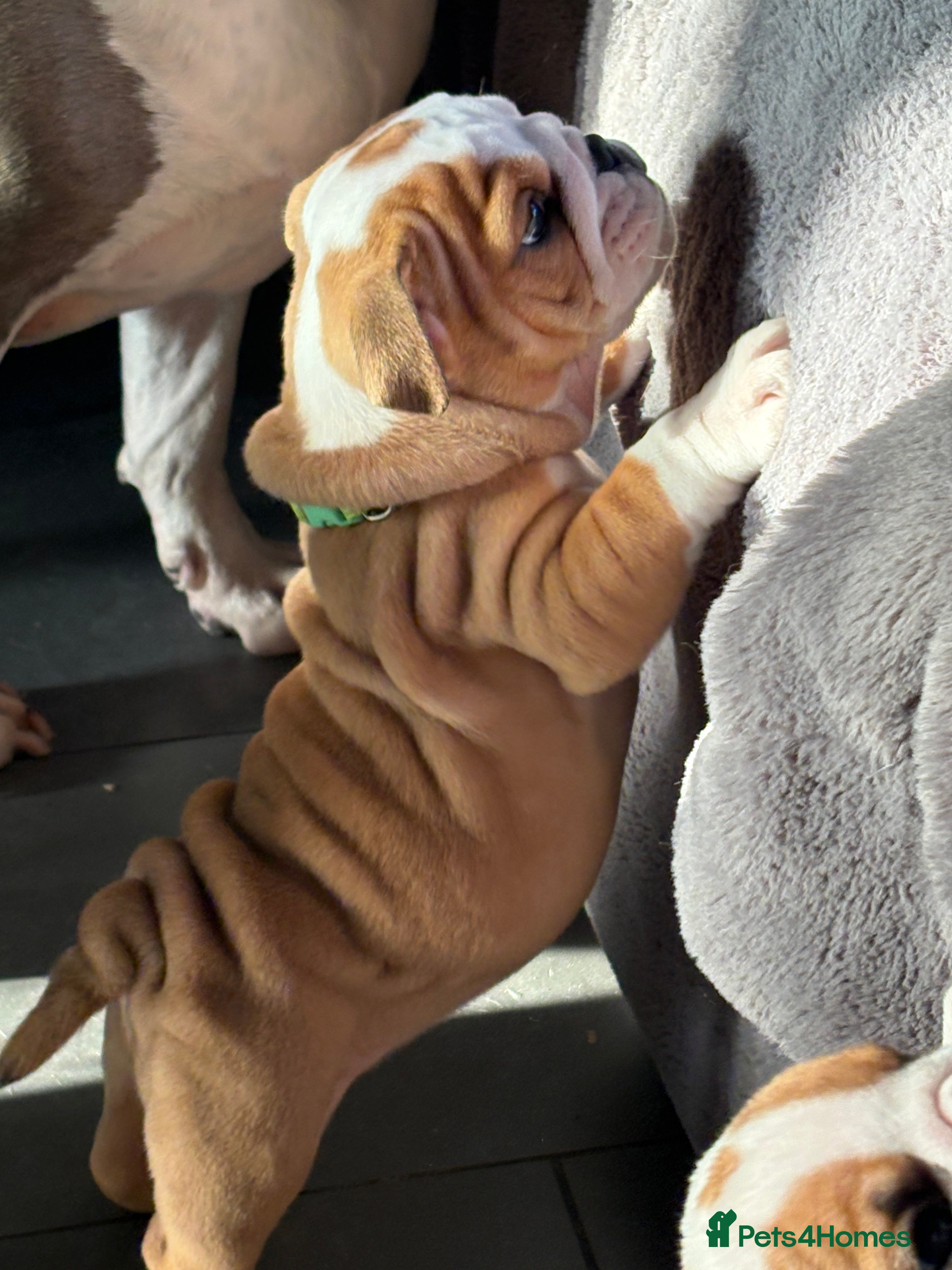English Bulldog dogs Health tested Kc traditional red & white bulldogs - Advert 2