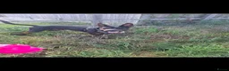 Chinese Red Dog dogs for sale: Chinese Red Dog for sale with heavy heart 💔 - Advert 7