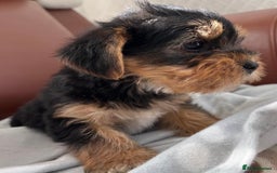 Mixed Breed dogs for sale: Yorkshire terrier/Jack Russell - Image 9