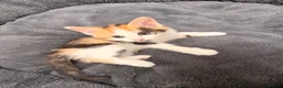 Mixed Breed cats for sale: Kittens for Sale  - Advert 4