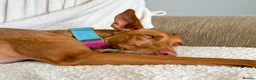 Ibizan Hound dogs for adoption: Cati a lovely calm girl who loves other dogs  - Advert 12