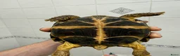 Hermann Tortoise reptiles for sale: Male Tortoise Looking for a Loving Home - Advert 14