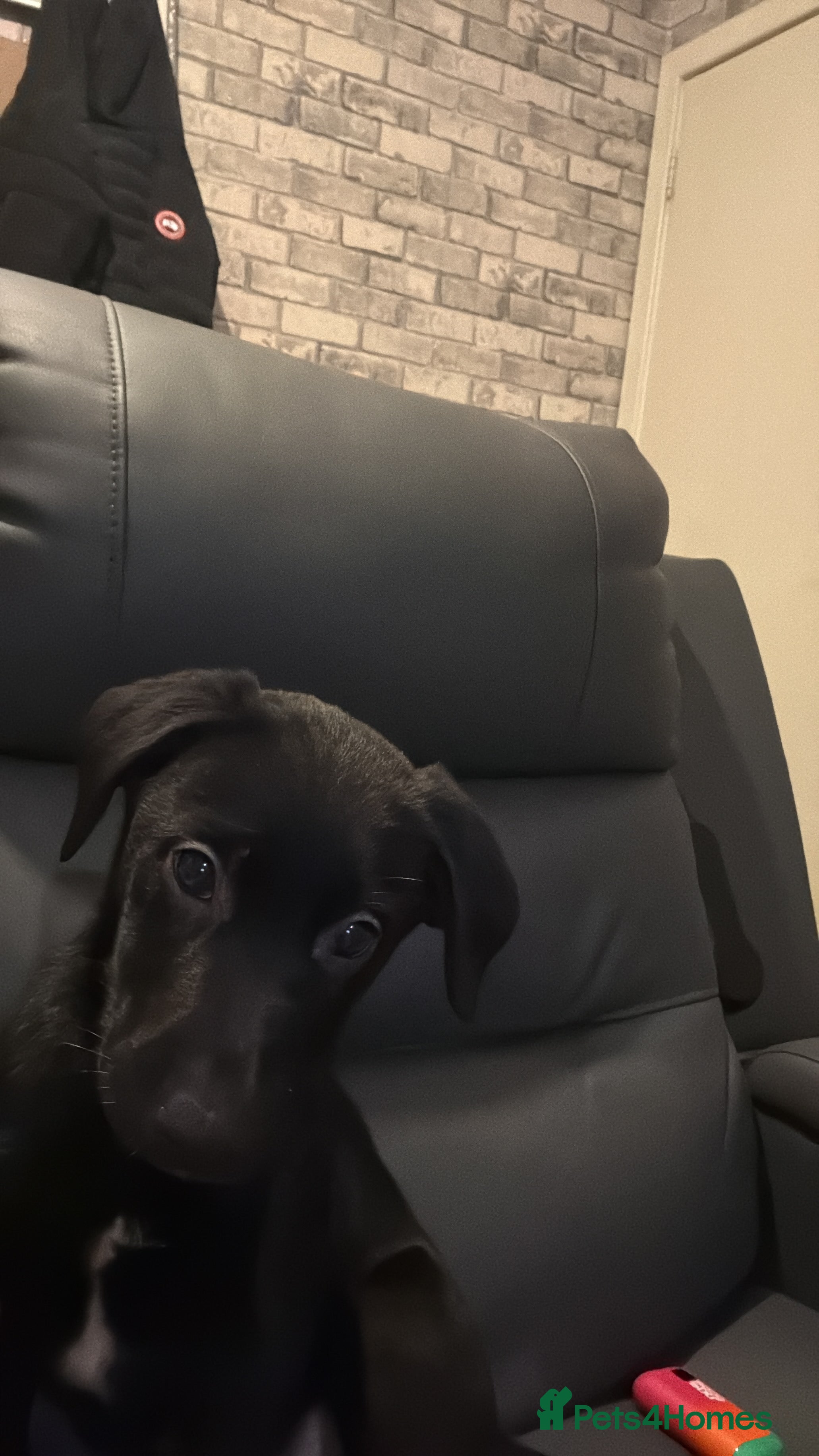 Borador dogs Labrador mixed with a border collie  - Advert 11