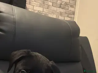 Borador dogs Labrador mixed with a border collie - Advert 4