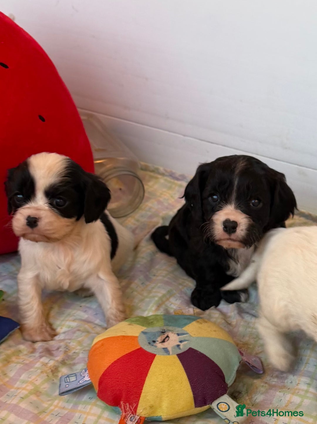 Cavapoo dogs for sale: Stunning cavapoo puppies ready 9th January  - Advert 26