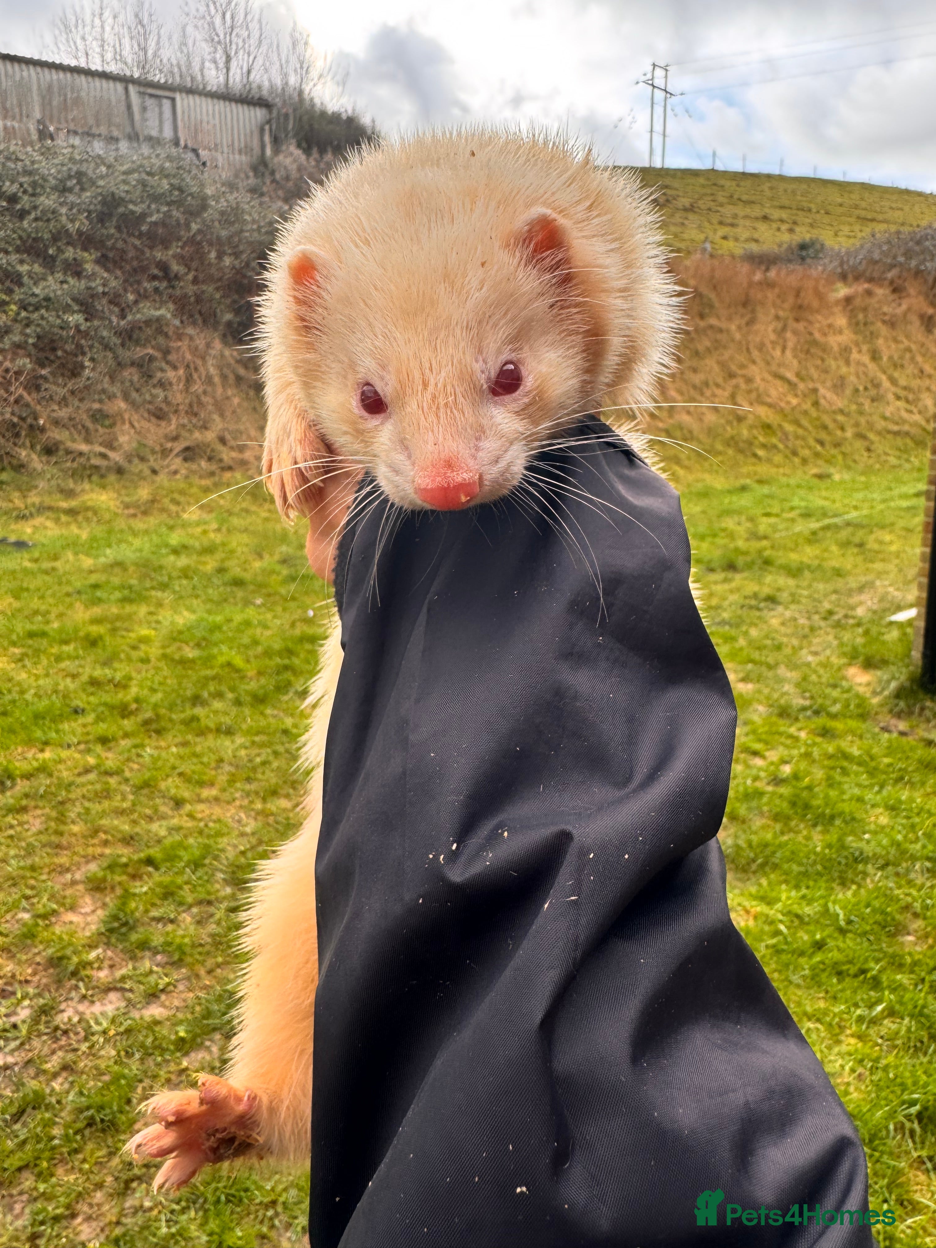 Ferret rodents Albino hob ferret - Advert 8