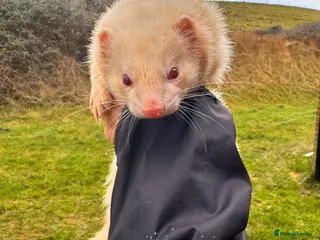 Ferret rodents Albino hob ferret - Advert 8