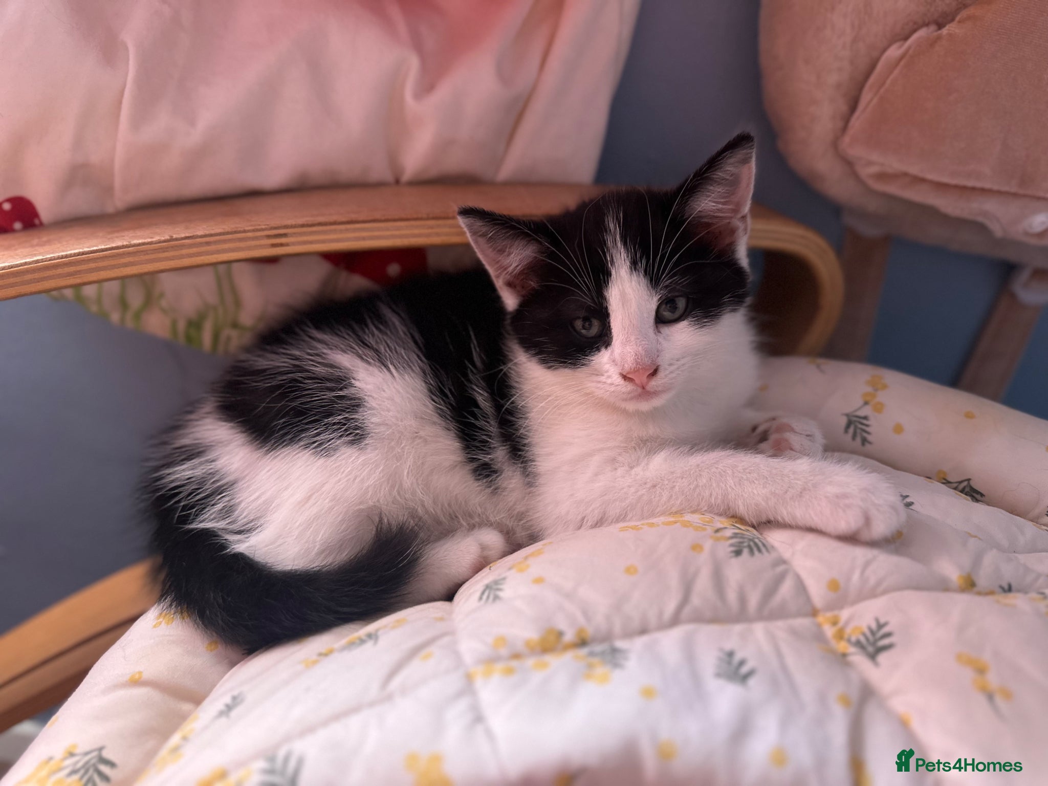 Mixed Breed cats for sale: Ready too leave beautiful kittens 2 temaining - Advert 3